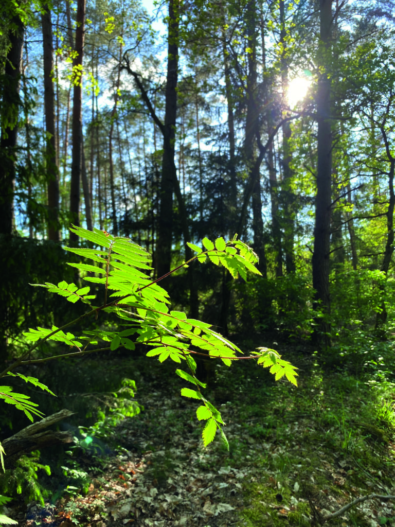 Waldbaden