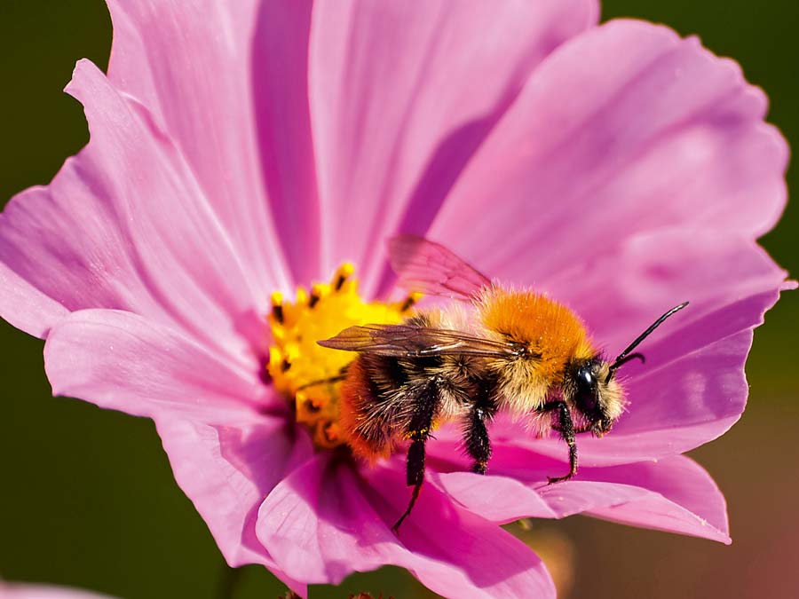 Hummel auf Blume