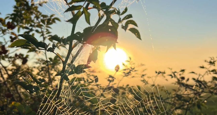 Ein Spinnennetz, gewebt an einem Ast, besetzt mit Tau, an einem kalten, sonnigen Oktobermorgen.