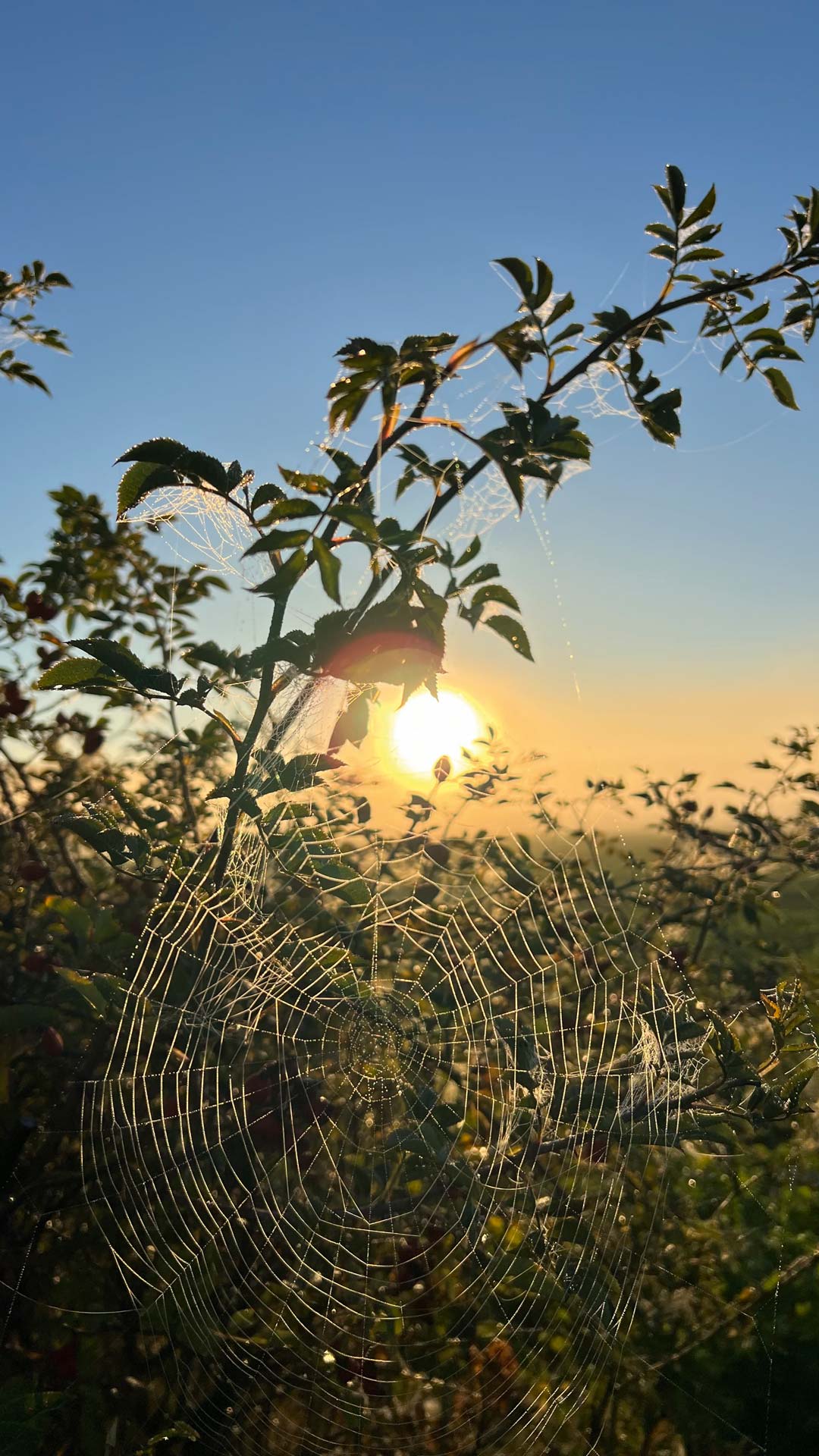 Ein Spinnennetz, gewebt an einem Ast, besetzt mit Tau, an einem kalten, sonnigen Oktobermorgen.