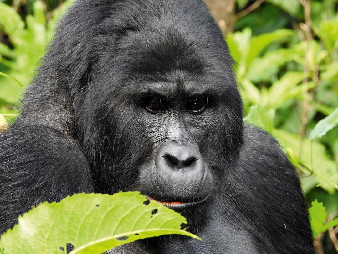 Einer der letzten Bergwald-Gorillas, fotografiert von Dr. Klaus-Dieter Feige auf einer Exkursion in Uganda