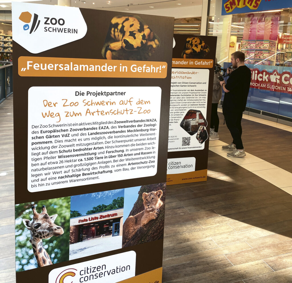 Ausstellung Feuersalamander