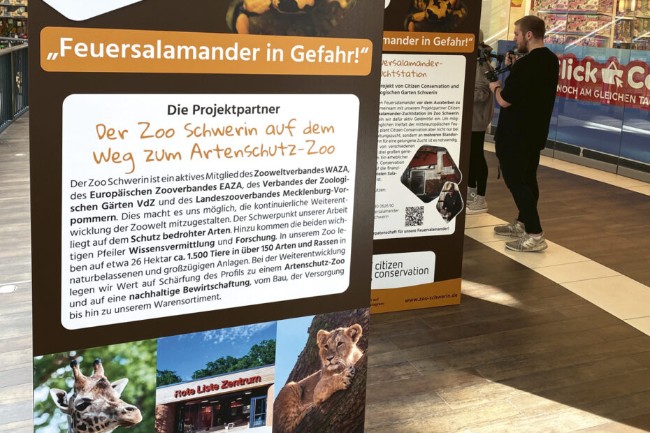 Ausstellung Feuersalamander