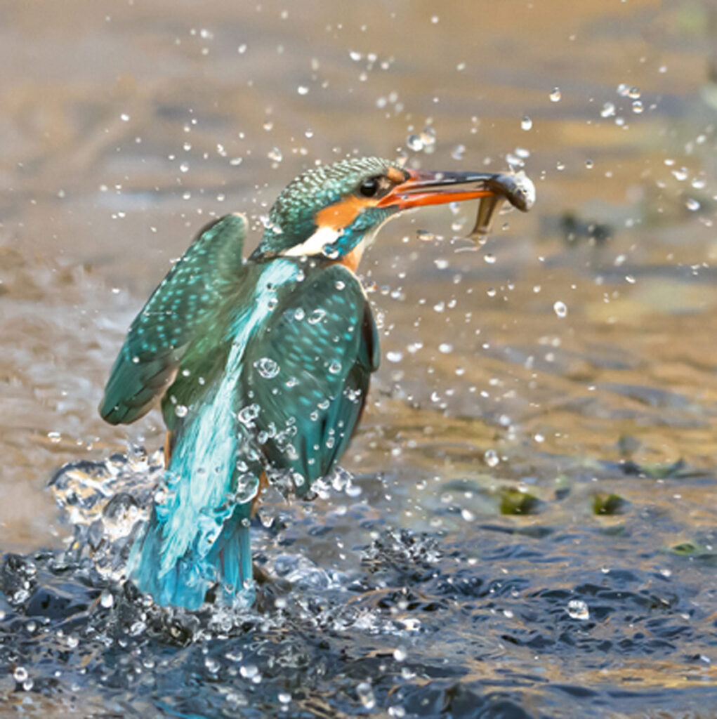 Eisvogel