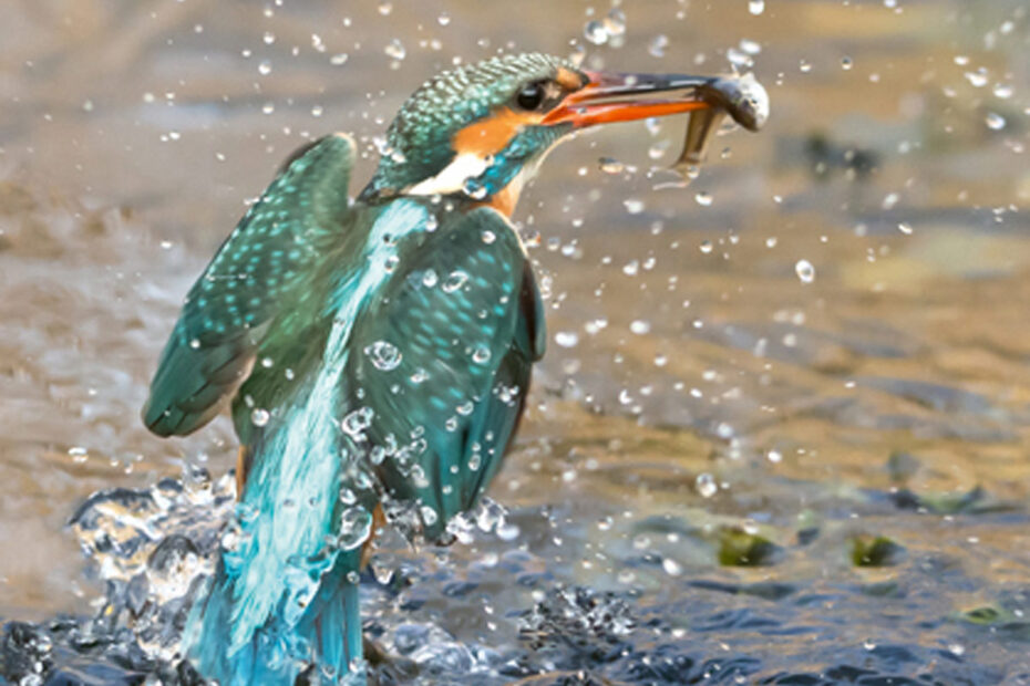 Eisvogel