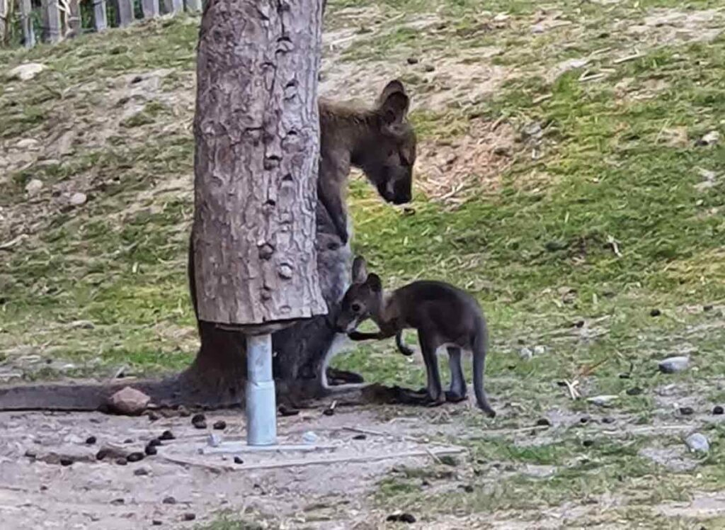 Kängurus