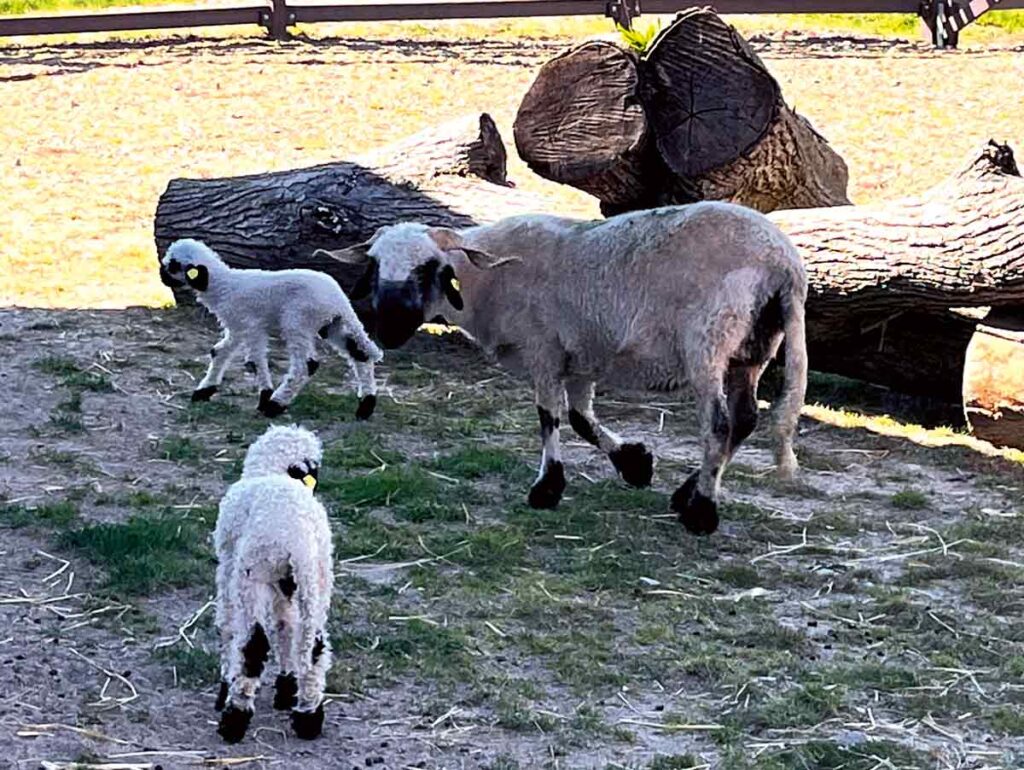 Schwarznasenschafe