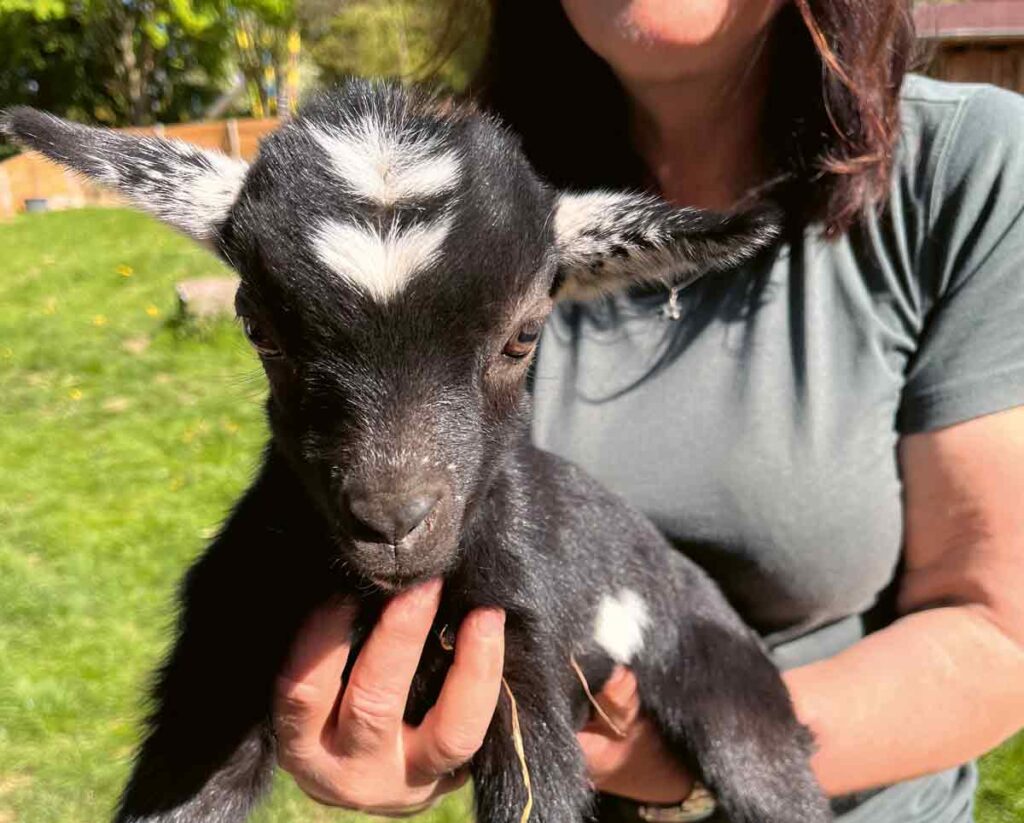 Zwergziegen-Weibchen auf dem Arm der Tierpflegerin