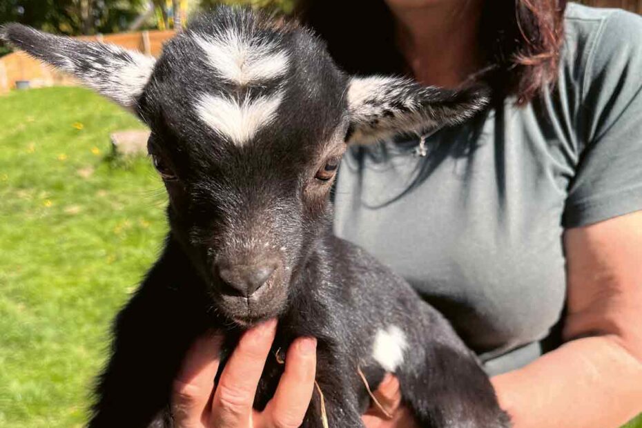 Zwergziegen-Weibchen auf dem Arm der Tierpflegerin