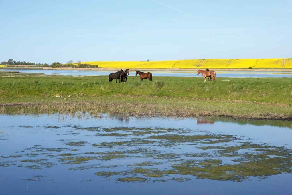 Pferde auf Poel