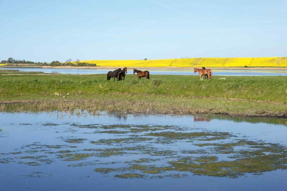 Pferde auf Poel
