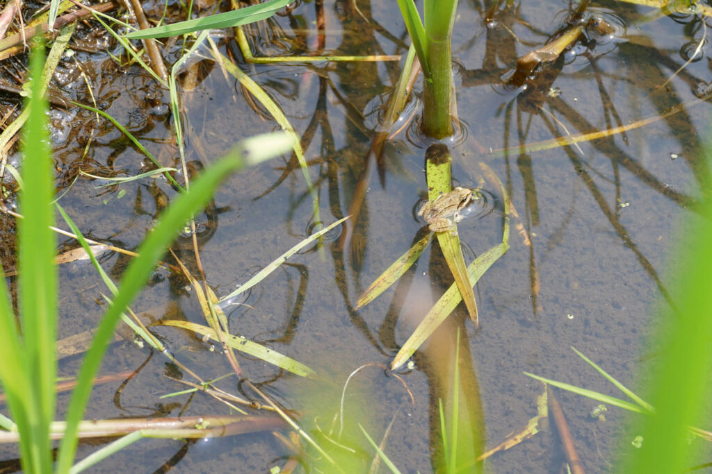 Moorfrosch
