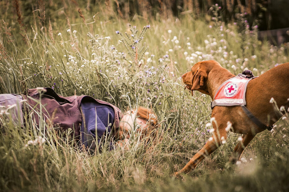 DRK Hundestaffel
