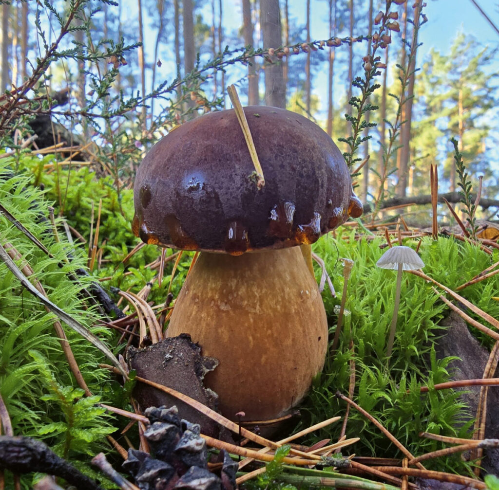 Natureum
