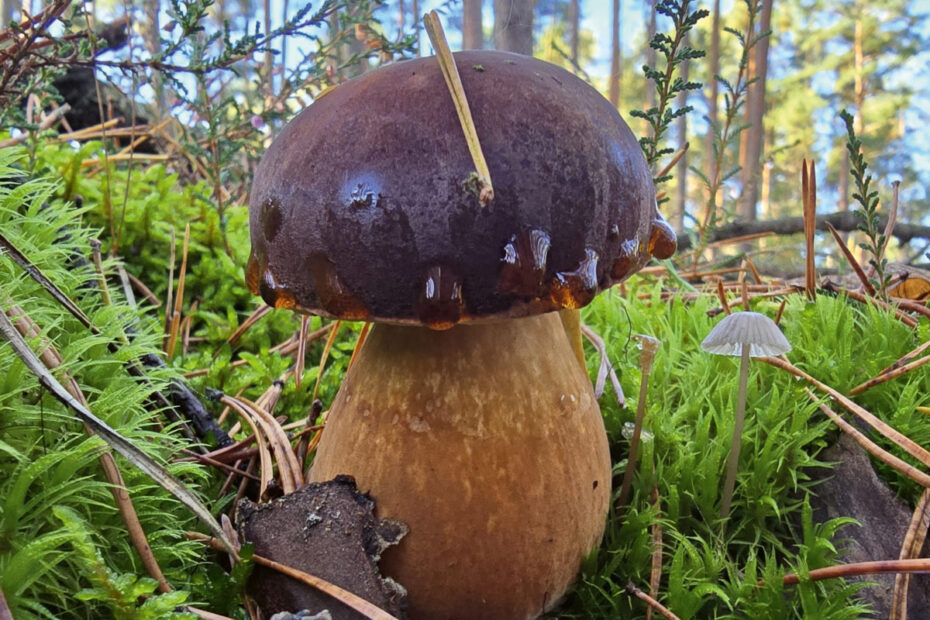 Natureum