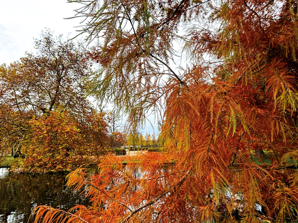 Sumpfzypresse im Schweriner Schlossgarten 