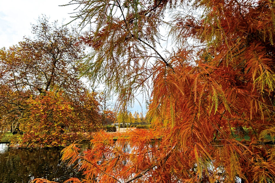 Sumpfzypresse im Schweriner Schlossgarten