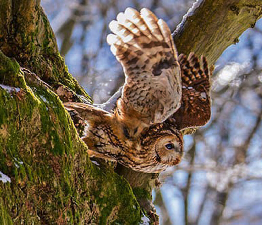 Naturpark Nossentiner/Schwinzer Heide - Naturpark Wanderung