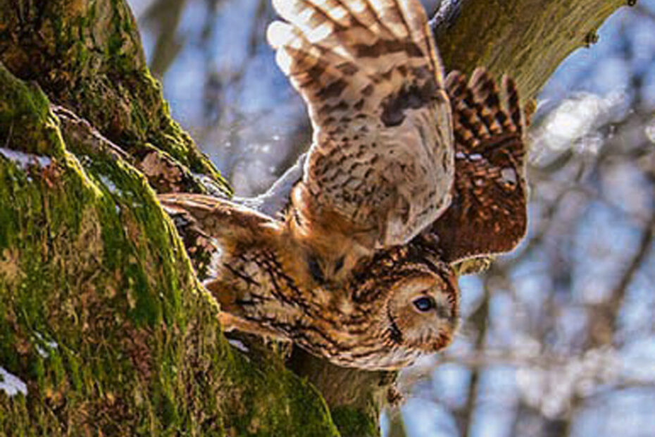 Naturpark Nossentiner/Schwinzer Heide - Naturpark Wanderung