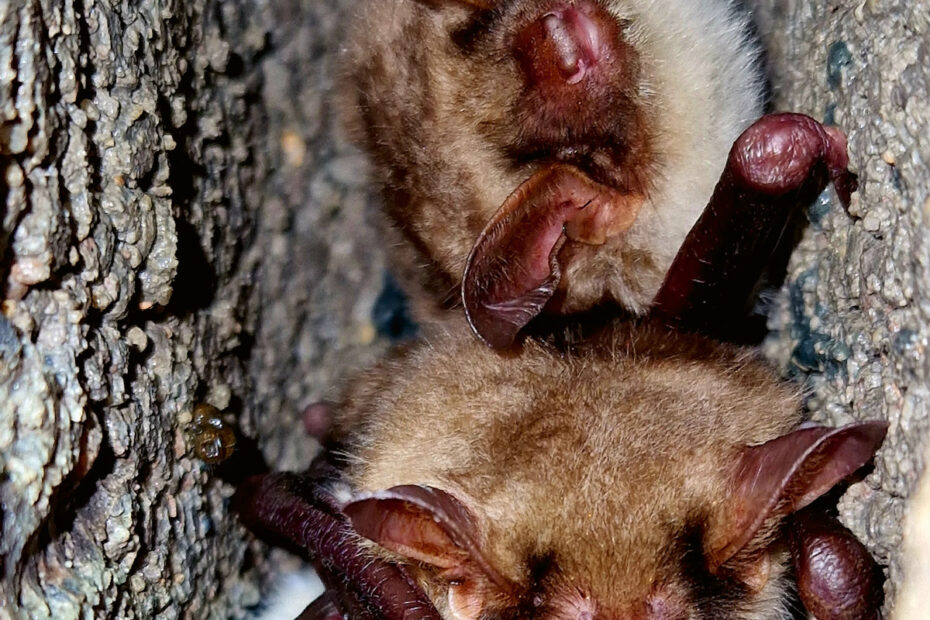 naturpark nossentiner- schwinzer-heide - Fledermause
