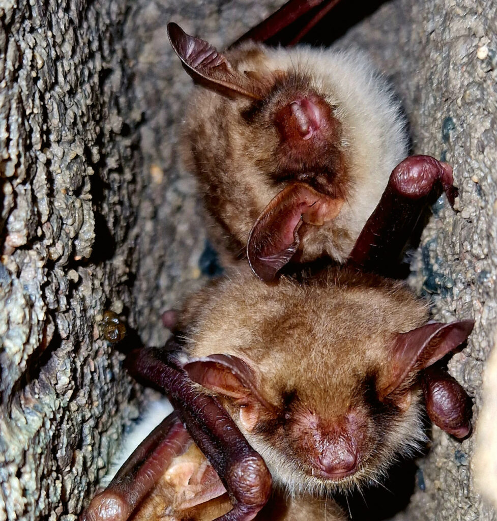 naturpark nossentiner-
schwinzer-heide - Fledermause