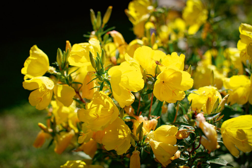 DocAktuell - Gemeinen Nachtkerze