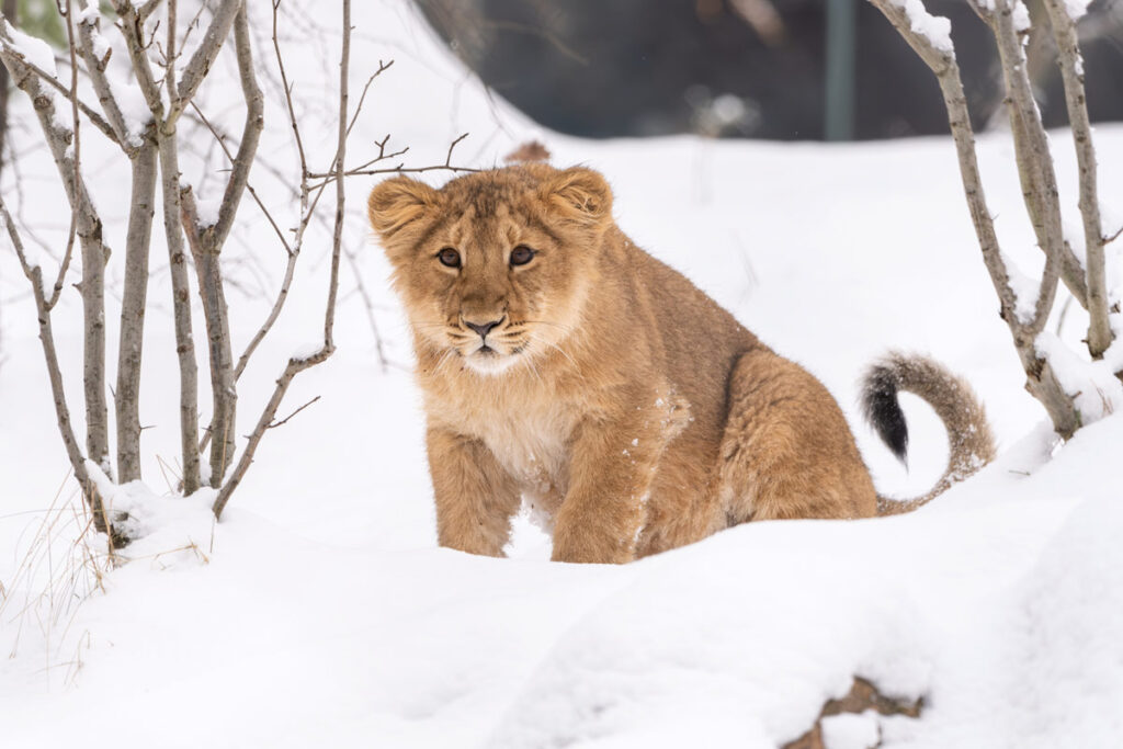 Zoo-Schwerin - Löwin Manika
