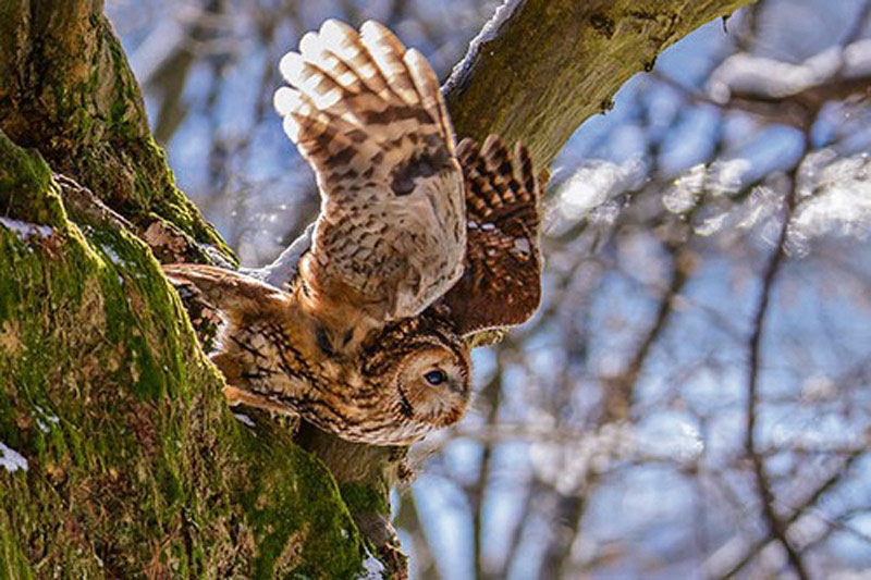naturpark-nossentiner- schwinzer-heide – Waldkäuzen und Fledermäusen