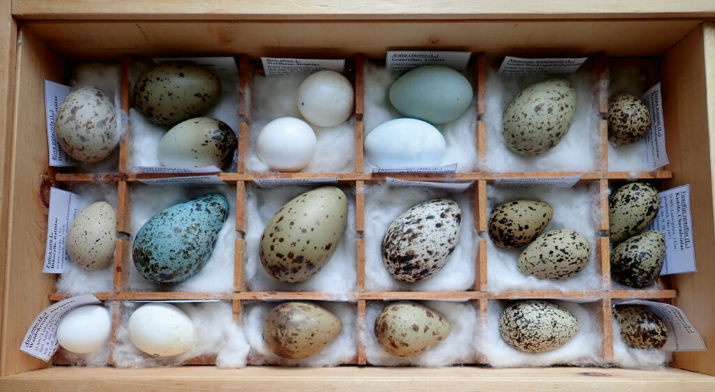 Natureum - traditionelle Osterausstellung