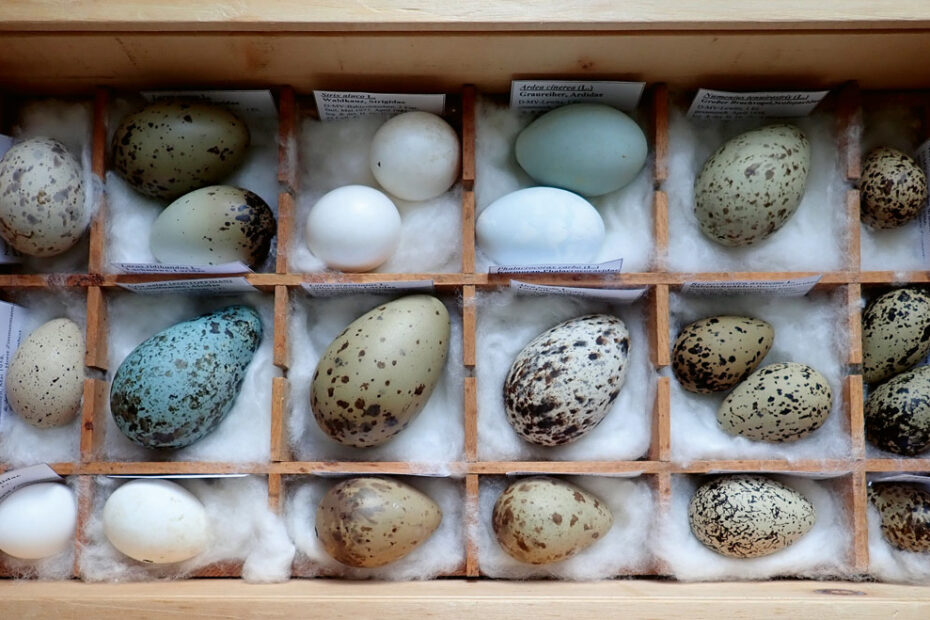 Natureum - traditionelle Osterausstellung