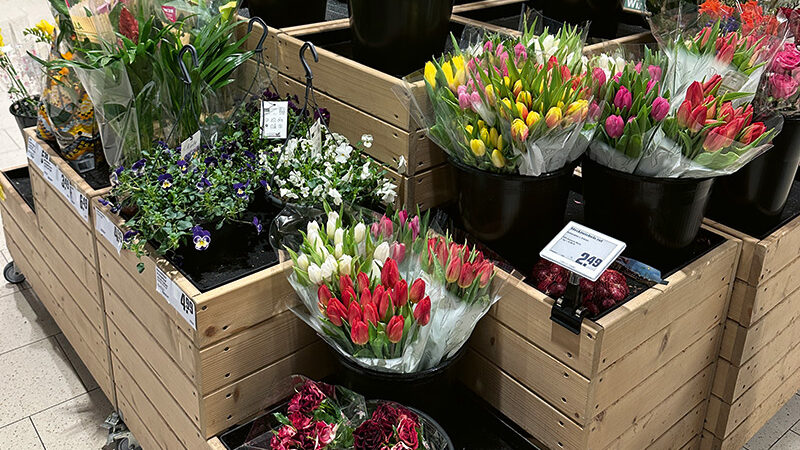 Mareinplatz-Galerie: Ostern-Tulpen