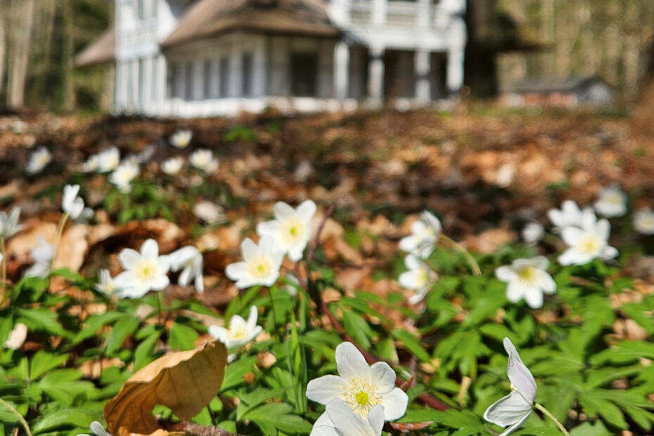 Der Schlosspark Ludwigslust im Wandel der Zeit.