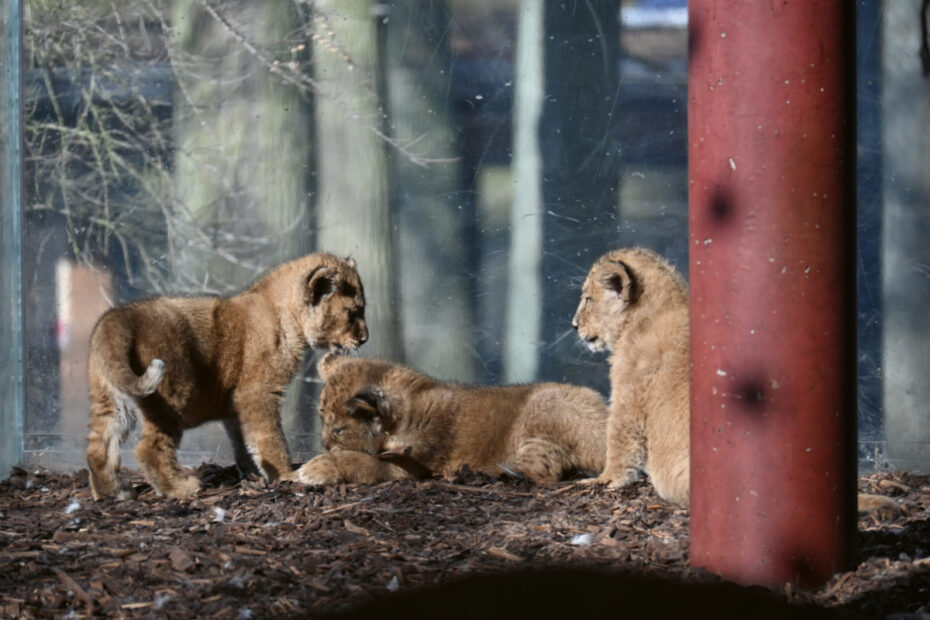 Zoo Schwerin: Löwen-Drillinge 2026