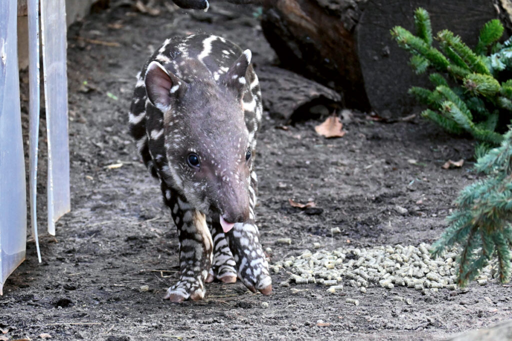 Tapir Nachwuchs im Schweriner Zoo: Tapi Maya