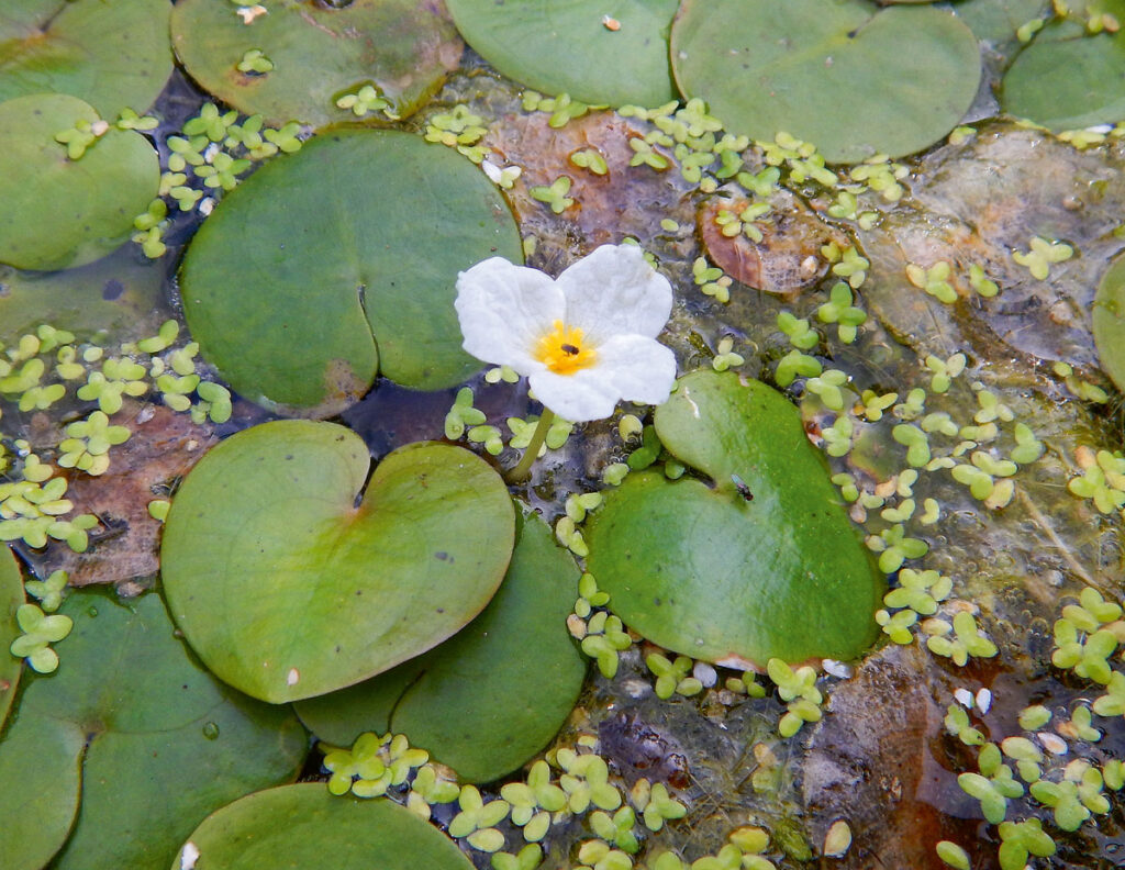 Botanische Wanderung in Ludwigslust - Schlossteich