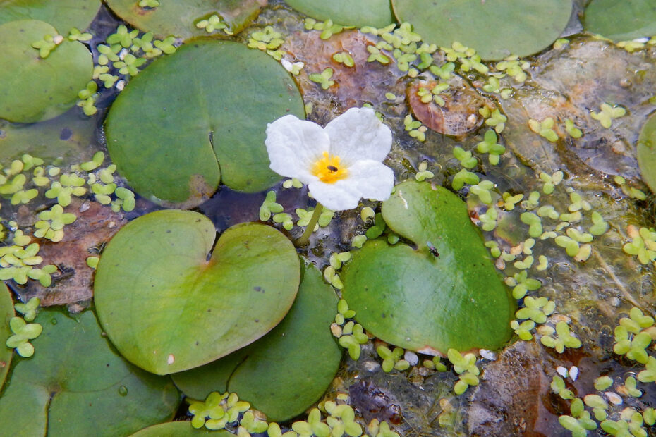 Botanische Wanderung in Ludwigslust - Schlossteich