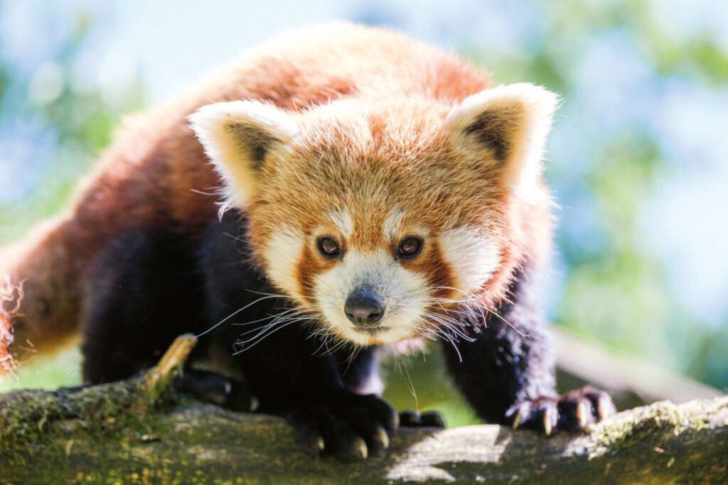 Zoo Schwerin - roter Panda