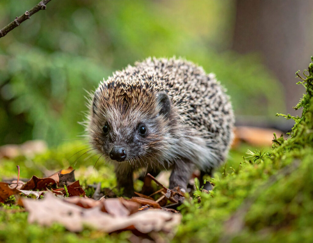 MAG - Wanderausstellung des Vereins „Pro Igel“