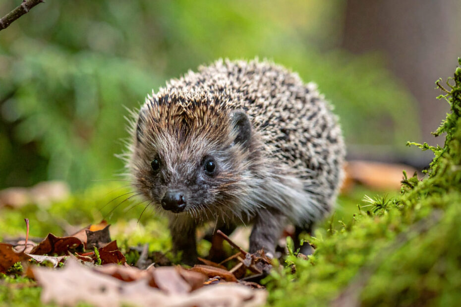 MAG - Wanderausstellung des Vereins „Pro Igel“