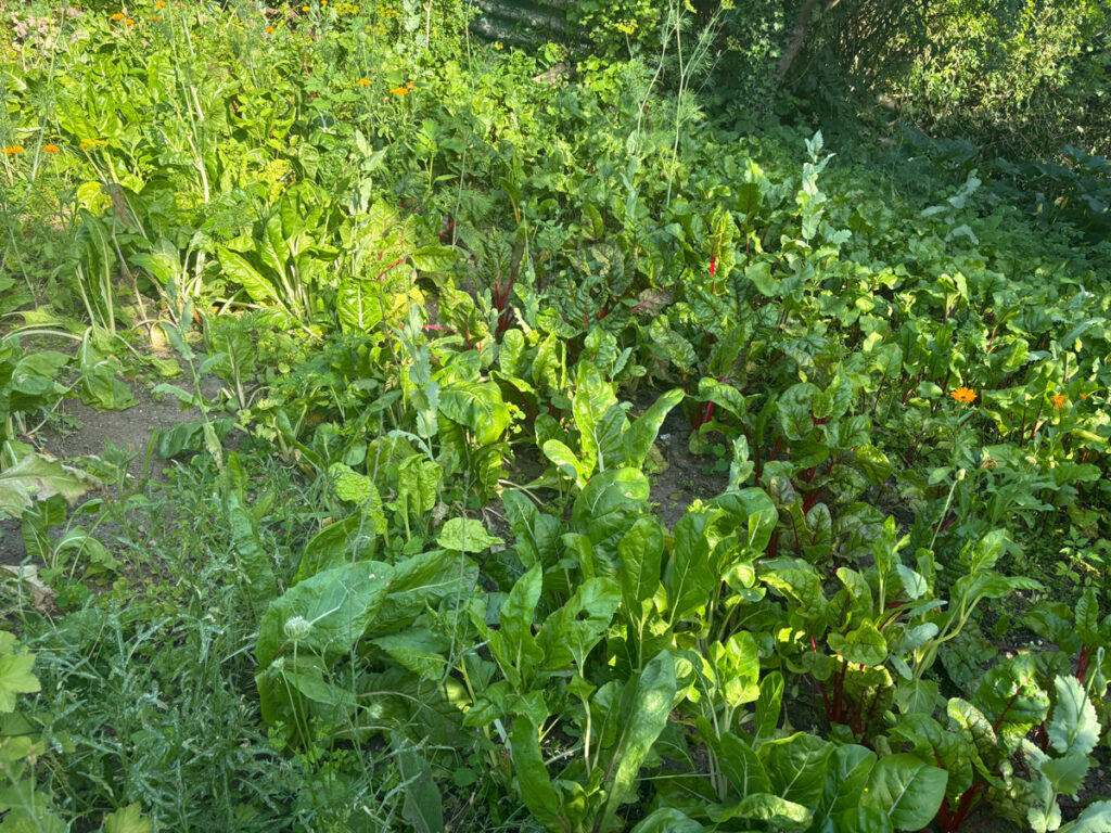 Gemüsegarten - Mangold