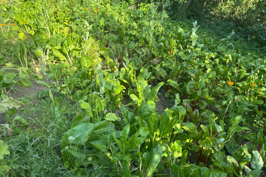 Gemüsegarten - Mangold