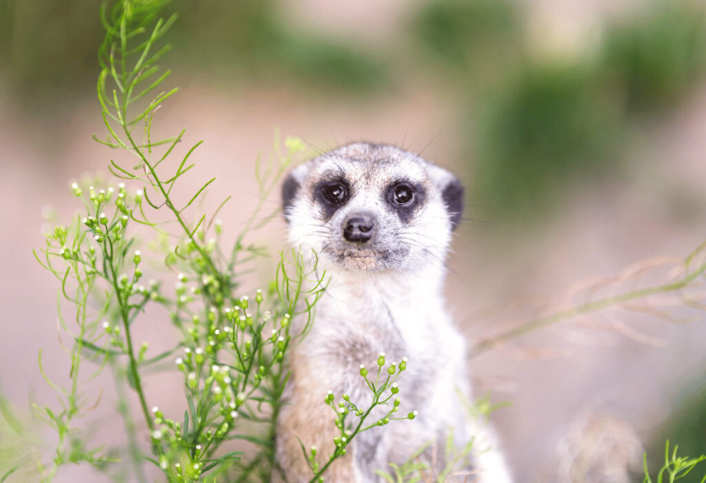 Zoo Schwerin - Erdmännchen