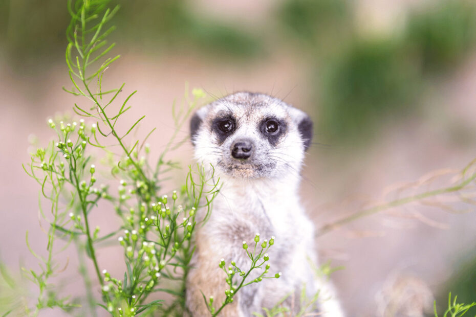 Zoo Schwerin - Erdmännchen