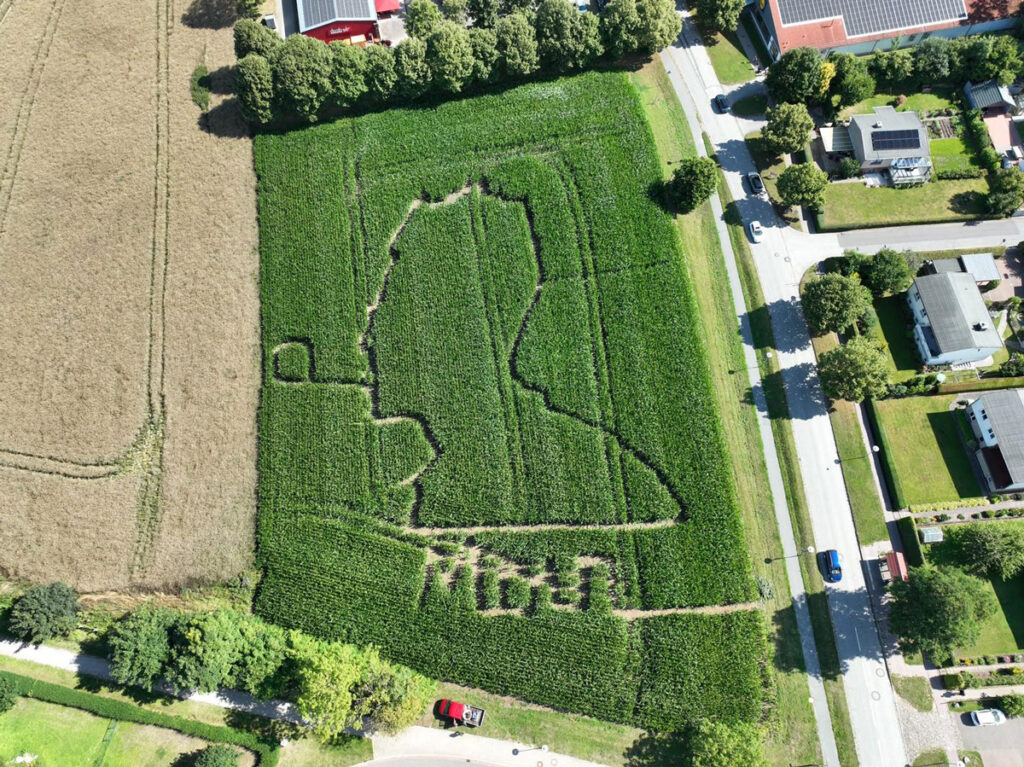 Maisfeld an der Boltenhagener Straße in Klütz - Portrait - Uwe Johnson