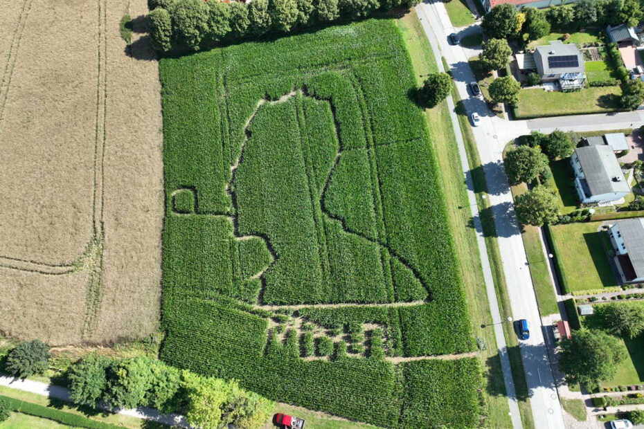 Maisfeld an der Boltenhagener Straße in Klütz - Portrait - Uwe Johnson
