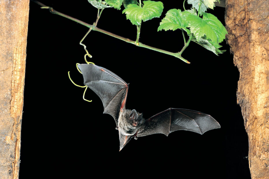 NABU - Fledermaus