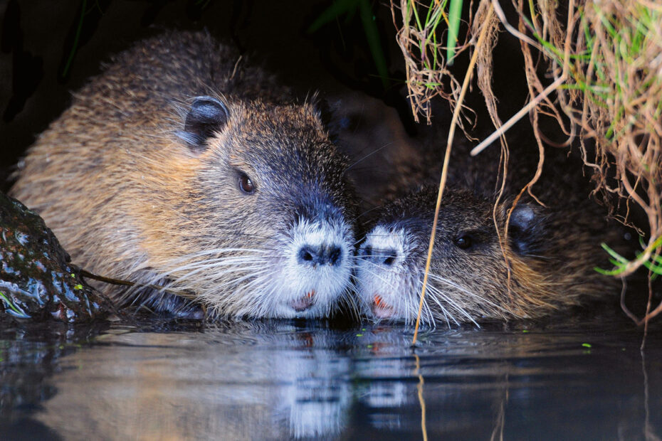 Nutria
