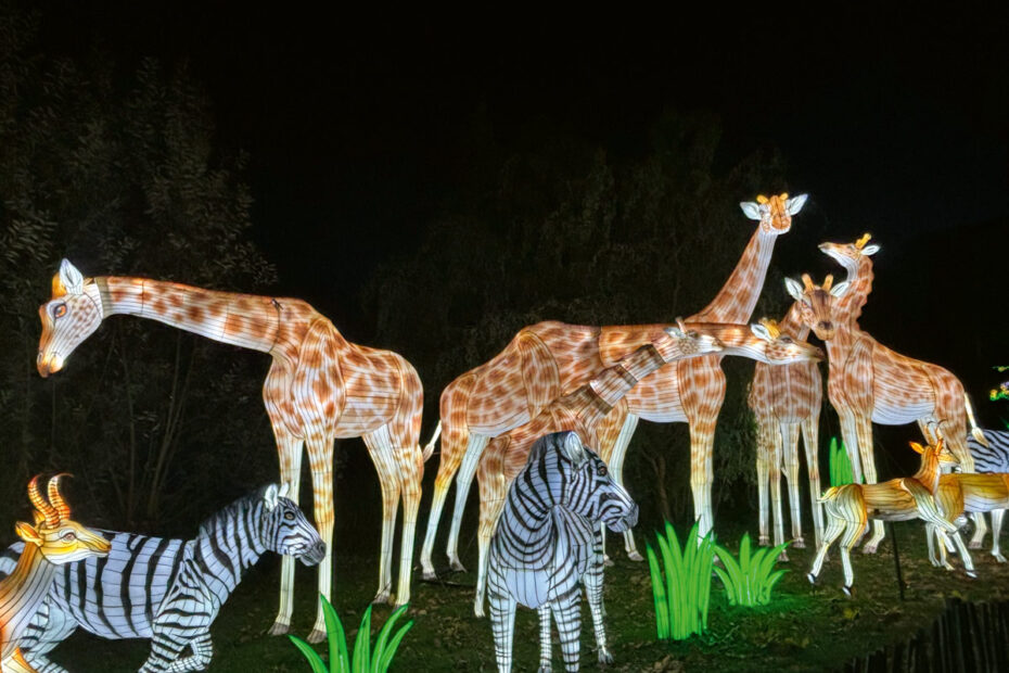 Zoo Schwerin - WILD LIGHTS